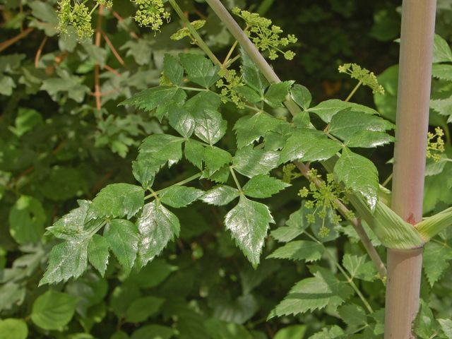 Tommasinia verticillaris / Imperatoria di Tommasini